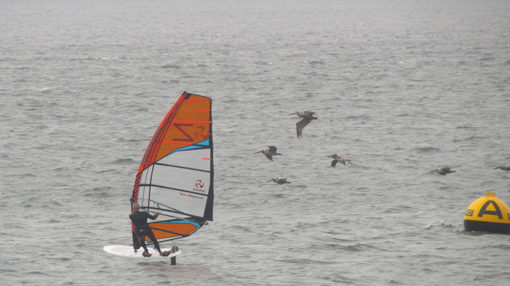 IMG_7288_JeanPelicans_N#B89